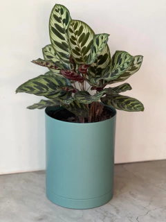 MACETA 18CM ALTA + PLATO - tienda online