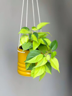 MACETA 12CM COLGANTE - comprar online