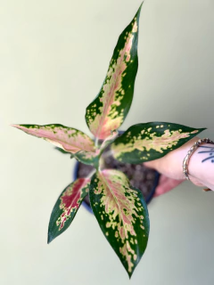 AGLAONEMA PINK - comprar online