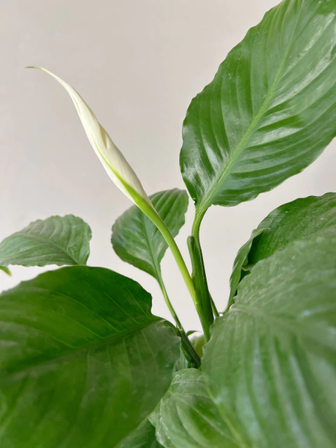 SPATHIPHYLLUM CHICO