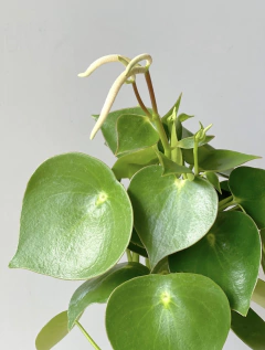 MACETA TOTEM CHICA PETROLEO + PEPEROMIA RAINDROP - comprar online