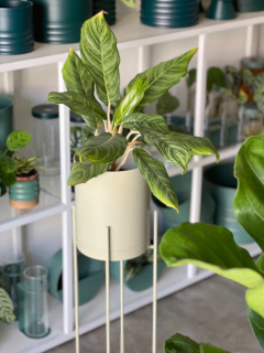 MACETERO CHICAGO + PLATO - tienda online