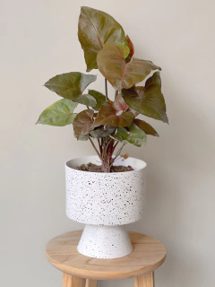 MACETA GALA BLANCO CRESPO + SYNGONIUM MARIA