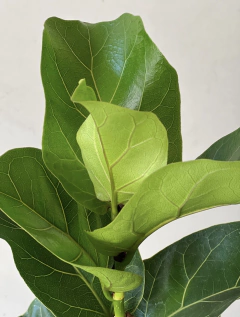 FICUS PANDURATA BAMBINO