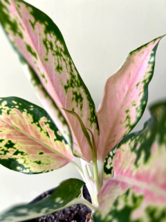 AGLAONEMA PINK