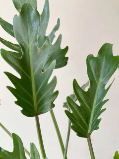 PHILODENDRON XANADU