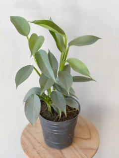 PHILODENDRON SILVER - comprar online