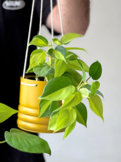 MACETA 12CM COLGANTE