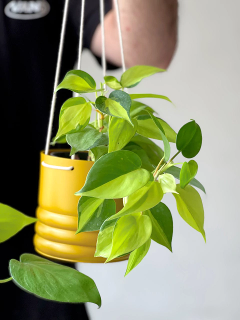 MACETA 12CM COLGANTE