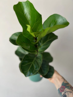 FICUS PANDURATA BAMBINO en internet