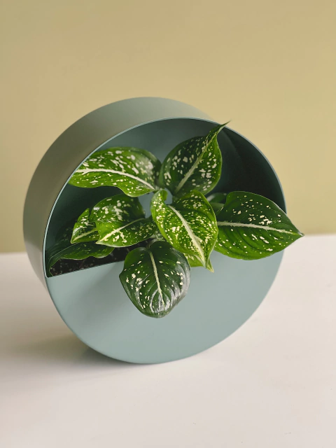 MACETERO NOLITA VERDE SECO