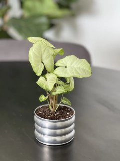 MACETA MINI CURVY ALUMINIO en internet