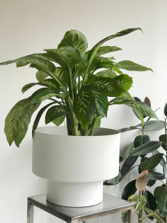 MACETA DUMBO - LAPIN DECO