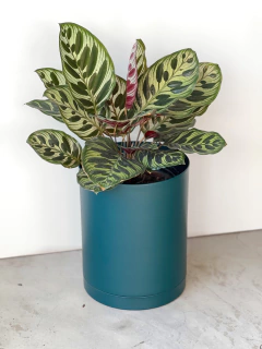 MACETA 18CM ALTA + PLATO