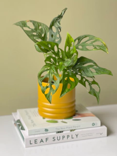 MACETA CURVY 12CM + MONSTERA ADANSONII