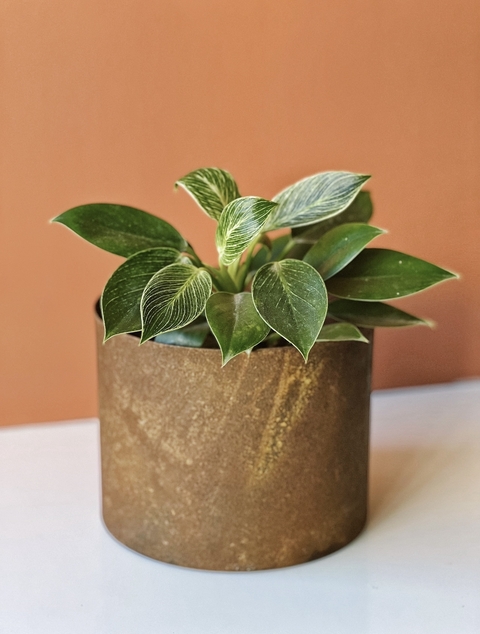 MACETA 18CM OXIDO