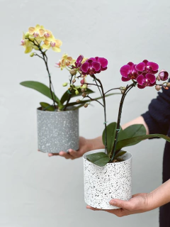 Imagen de MACETA 12CM CHAPA