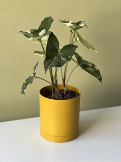 MACETA 12CM ALUMINIO en internet