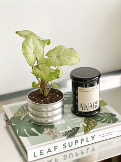 MACETA MINI CURVY ALUMINIO - comprar online