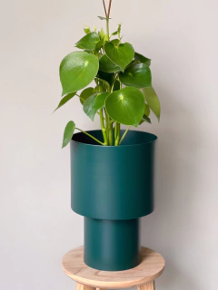 MACETA TOTEM CHICA PETROLEO + PEPEROMIA RAINDROP