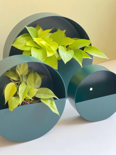 MACETERO NOLITA PETROLEO