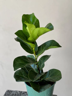 FICUS PANDURATA BAMBINO - comprar online
