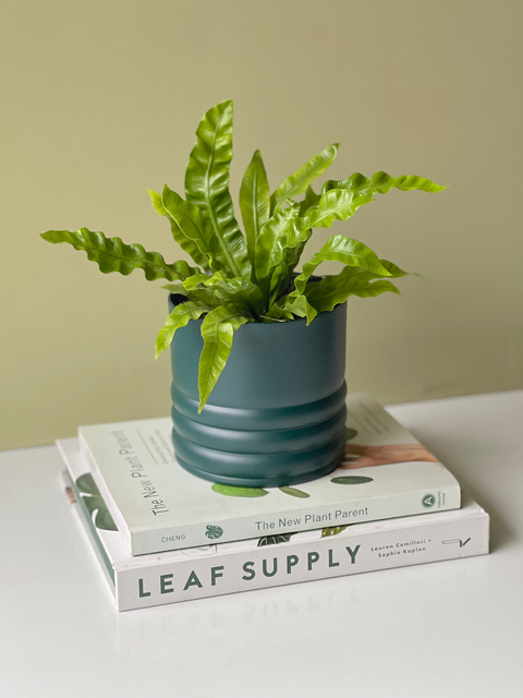 MACETA CURVY 12CM + ASPLENIUM CRISPY