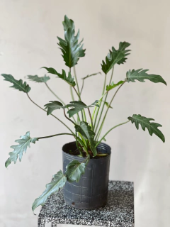 PHILODENDRON XANADU - comprar online