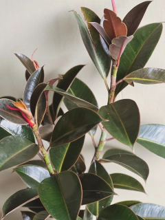 FICUS ELASTICA CABERNET BAMBINO RAMIFICADO