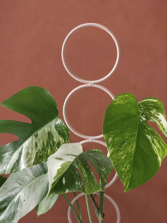 TUTOR HYDRA