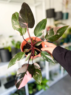 PHILODENDRON PINK PRINCESS - comprar online