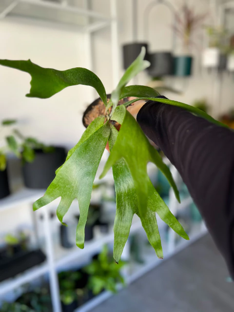 HELECHO PLATYCERIUM - comprar online