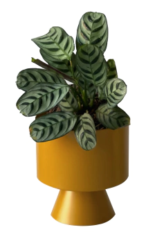 MACETA GALA ALUMINIO - tienda online