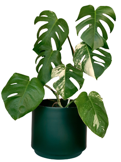 MACETA DE ALUMINIO 26CM VERDE OSCURO + PLATO - comprar online