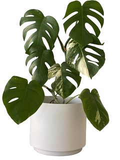 MACETA DE ALUMINIO 26CM BLANCA + PLATO