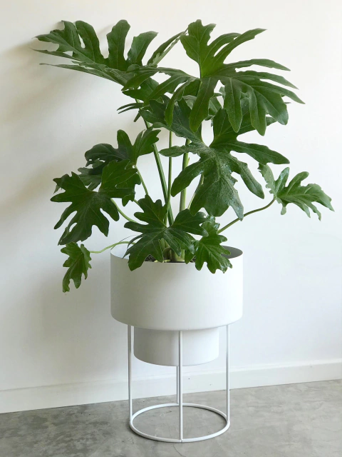 MACETERO DUMBO - comprar online