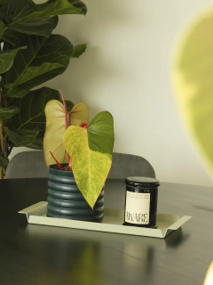 BANDEJA SAO - comprar online