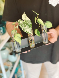 ESTACION DE PROPAGACION BOTANICA - comprar online