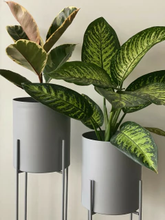 MACETERO CHICAGO + PLATO en internet