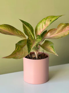 MACETA 12CM ALUMINIO - tienda online