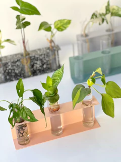 ESTACION DE PROPAGACION BOTANICA en internet