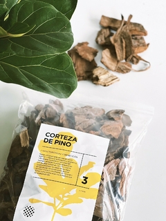 CORTEZA DE PINO