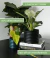 Carrusel LAPIN DECO