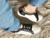 Zapatilla Bernarda Black & White