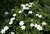 Esencia de gardenia
