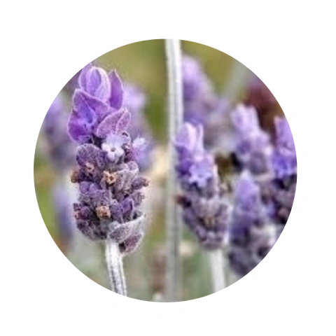 Lavanda Aceite Esencial