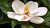 Esencia de Magnolia