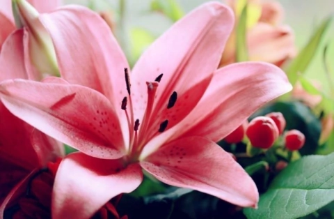 Esencia Tango masculina