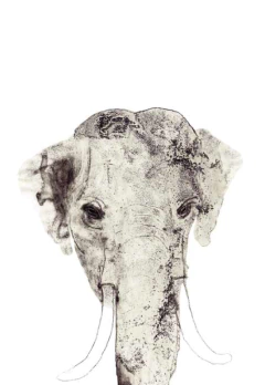 El libro de la jungla - Libros del Zorro Rojo México