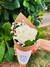 Cone de rosa branca - comprar online